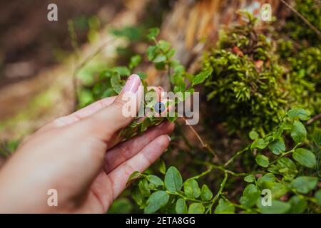 Woman picking wild bilberries or blueberries in summer forest. Close up of fruit growing on plant Stock Photo