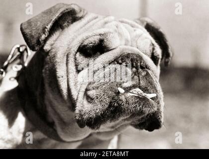 1920s 1930s ENGLISH BULLDOG FACE WITH TWO TEETH STICKING OUT FROM HIS LOWER JAW - d1100 HAR001 HARS MUG COMEDY DETERMINED CANINE INTENSE MAMMAL MISERABLE TOUGH BLACK AND WHITE FIERCE HAR001 OLD FASHIONED Stock Photo
