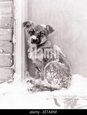 1950s SMALL DOG MIXED BREED COVERED IN SNOW SITTING COLD SHIVERING ON STEP BY DOOR IN WINTER LOOKING AT CAMERA - d120 JHN001 HARS B&W SADNESS MIXED WINTERTIME WINTER SEASON COVERED HUNGRY STRUCTURE ARCHITECTURAL HOMELESS BY IN ON ABANDONED MOOD CONCEPTUAL GLUM BREED FREEZE ARCHITECTURE DETAIL MUTT SHIVERING ANIMALS DOGS ARCHITECTURAL DETAIL CANINE CREATURE MAMMAL MISERABLE SEASON BLACK AND WHITE OLD FASHIONED Stock Photo