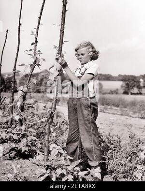 1930s PRE-TEEN BLONDE FARM GIRL WEARING DENIM BIB OVERALLS TENDING TO POLE BEANS IN VEGETABLE GARDEN - f1613 HAR001 HARS BEANS CONFIDENCE DENIM AGRICULTURE B&W SUMMERTIME CHORE FARMERS CONNECTION STYLISH TYING BIB COOPERATION GROWTH JUVENILES PRE-TEEN PRE-TEEN GIRL SEASON TASK BLACK AND WHITE CAUCASIAN ETHNICITY HAR001 OLD FASHIONED TENDING Stock Photo