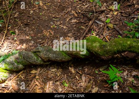 Logs of Canungra Stock Photo