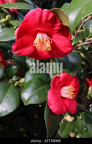 Camellia japonica ‘Adolphe Audusson’ Camellia Adolphe Audusson – deep red flowers with protruding stamen,  March, England, UK Stock Photo