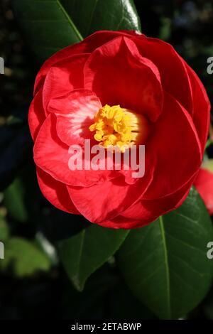 Camellia japonica ‘Greensboro Red’ Camellia Greensboro Red – deep red flower with small white splash,  March, England, UK Stock Photo