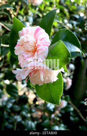 Camellia japonica ‘Marguerite Gouillon’ Camellia Marguerite Gouillon – white double flowers with pink streaks,  March, England, UK Stock Photo