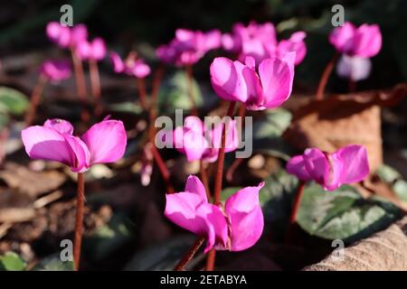 Cyclamen coum ‘Cyberia Dark Rose’ dark rose Eastern sowbread - small flowers with upswept petals and round patterned leaves,  March, England, UK Stock Photo