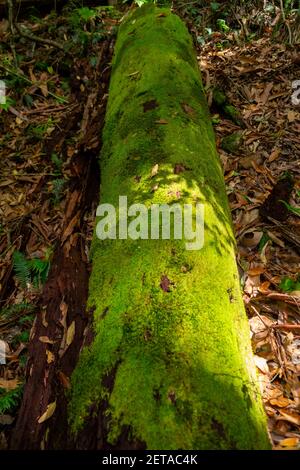 Logs of Canungra Stock Photo