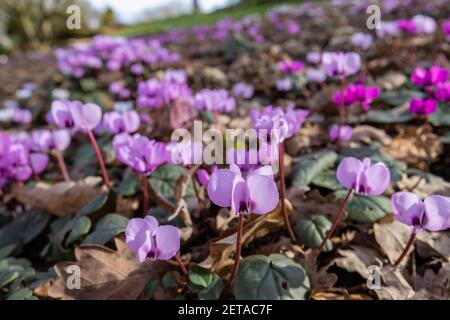 A carpet of ground covering magenta cyclamen coum flowering in RHS Garden, Wisley, Surrey, south-east England in winter Stock Photo