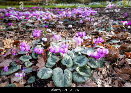A carpet of ground covering magenta cyclamen coum flowering in RHS Garden, Wisley, Surrey, south-east England in winter Stock Photo