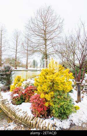 Red shrub Nandina domestica Obsessed ('Seika') and yellow conifer Pinus contorta 'Chief Joseph' by the lake in RHS Garden, Wisley, in winter snow Stock Photo