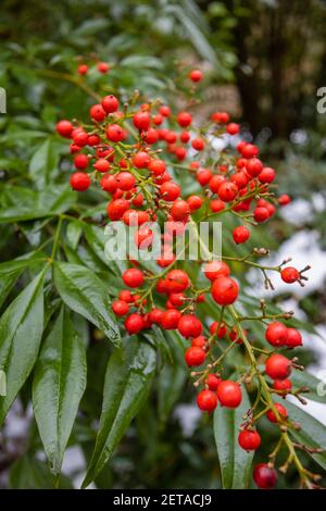 Bright red berries of evergreen ornamental shrub Nandina domestica (Heavenly Bamboo) in RHS Garden, Wisley, Surrey, south-east England, in winter Stock Photo