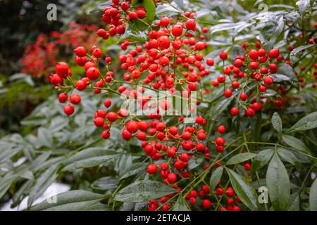 Bright red berries of evergreen ornamental shrub Nandina domestica (Heavenly Bamboo) in RHS Garden, Wisley, Surrey, south-east England, in winter Stock Photo