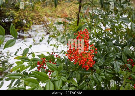 Bright red berries of evergreen ornamental shrub Nandina domestica (Heavenly Bamboo) in RHS Garden, Wisley, Surrey, south-east England, in winter Stock Photo