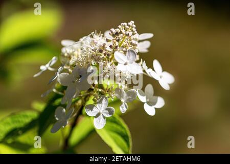 Selective focus shot of Hydrangea Paniculata flowers in a garden ...