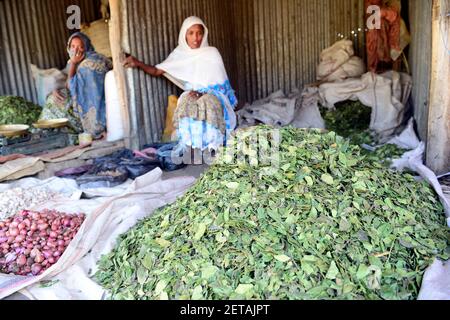 Gesho leaves sold in the Mekele market in Ethiopia. Stock Photo