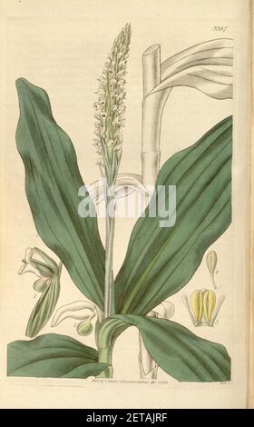 Peristylus plantagineus (as Habenaria goodyeroides) - Curtis' 62 (N.S. 9) pl. 3397 (1835). Stock Photo
