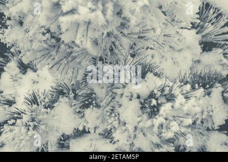 Pine Tree Covered by Frost, Snow and Ice. Winter Time Theme. Stock Photo