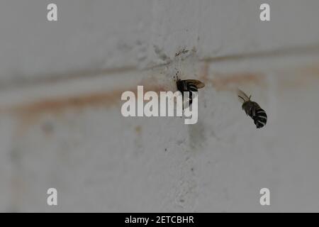 Two native bees gathering into wall, Tiwi islands, Australia. Stock Photo