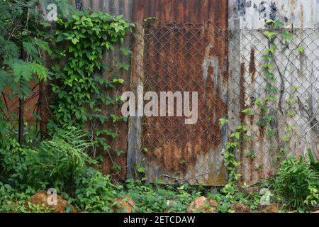 Plants and vine leaves growing on old rusty, tin fence. Stock Photo