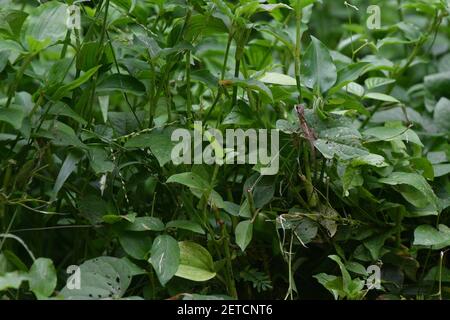 Dragon reptile (Reptilia) surrounded by lush tropical flora in the monsoonal wet season of Tiwi islands, Australia. Stock Photo