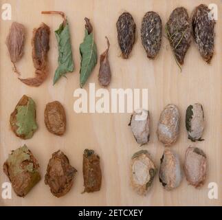 Various giant silk moth cocoons / pupae displayed on a wooden board - Luna, Polyphemus, Columbia, Promethea