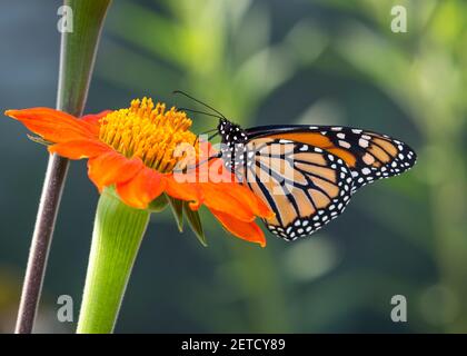 Side view of a monarch butterfly / danaus plexippus feeding on a tithonia sunflower Stock Photo