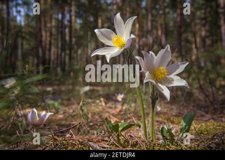 Beautiful white yellow spring wildflowers pasque-flower (pulsatilla patens) close-up on a background of dry grass in the forest in sunlight Stock Photo