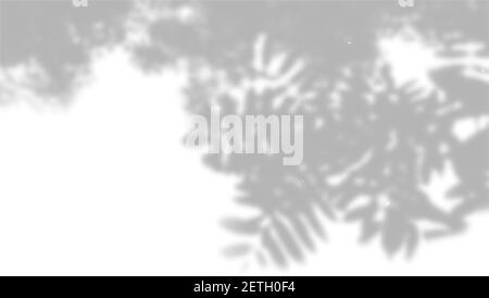 Vector Summer background of plant shadows. Shadow from the leaves of a Rowan branch on a white wall. White and black for superimposing a photo or Stock Vector