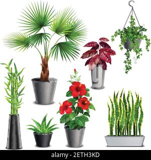 House plants realistic set with hibiscus succulents ivy hanging pots fan palm bamboo stalks vase vector illustration Stock Vector