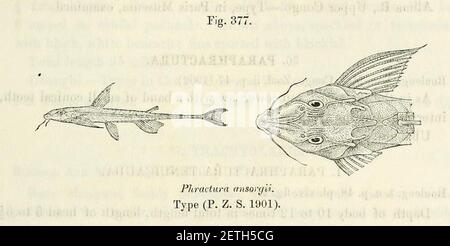 Phractura Stock Photo Alamy