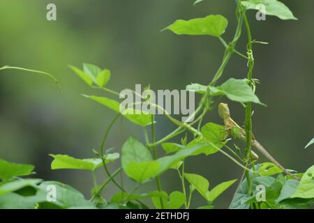 Dragon reptile (Reptilia) surrounded by lush tropical flora in the monsoonal wet season of Tiwi islands, Australia. Stock Photo