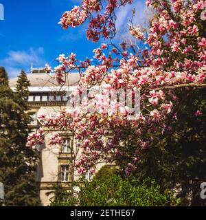 Beautiful pink flower magnolia tree in the Margaret Island - Budapest, Hungary in sunny spring day Stock Photo