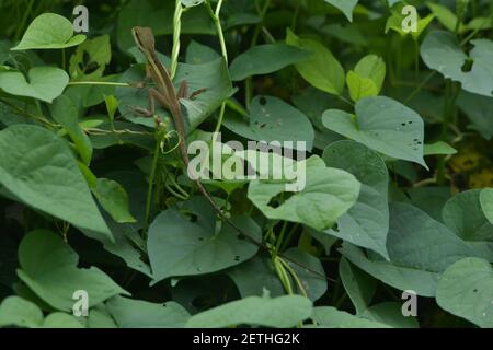 Dragon reptile (Reptilia) surrounded by lush tropical flora in the monsoonal wet season of Tiwi islands, Australia. Stock Photo