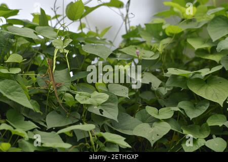 Dragon reptile (Reptilia) surrounded by lush tropical flora in the monsoonal wet season of Tiwi islands, Australia. Stock Photo