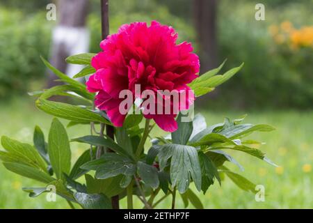 Flower Paeonia officinalis close-up. Paeonia officinalis has blossomed on the site Stock Photo