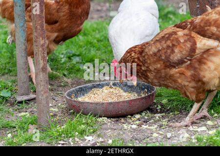 Chicken eats oats from a bowl. Chicken in the village. Oats in a bowl Stock Photo