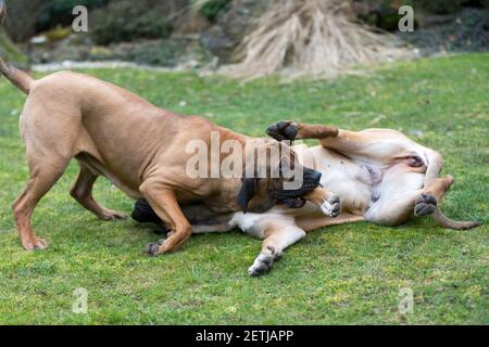 two young guardian dogs, female of Fila Brasileiro, Brazilian Mastiff, playing outdoor on green grass Stock Photo
