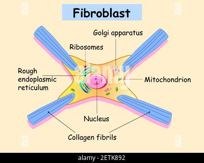 fibroblast anatomy. structure of cell. Diagram with golgi apparatus ...