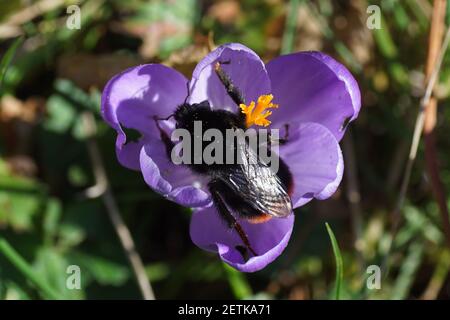 Queen Red-tailed bumblebee (Bombus lapidarius), family Apidae on the flower of crocus of the family Iridaceae. Dutch garden. Late winter, March, Stock Photo