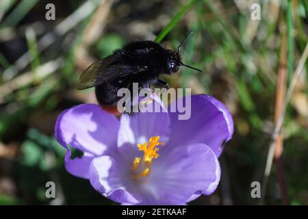 Queen Red-tailed bumblebee (Bombus lapidarius), family Apidae on the flower of crocus of the family Iridaceae. Dutch garden. Late winter, March, Stock Photo