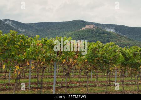 Hambach Castle on a hill with trees and mist overlooking a vineyard on a fall day near Neustadt, Germany. Stock Photo