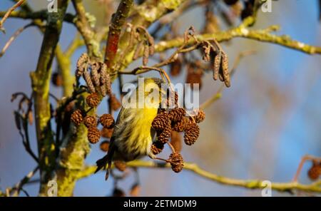 Male siskin feeding on alder seeds in the woods Stock Photo