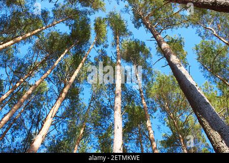 Background from the tops of the pine trees. The texture of the pine trees Stock Photo