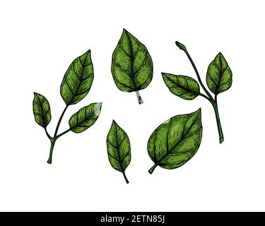 Set of hand drawn green branches and leaves isolated on white background. Vector illustration in colored sketch style Stock Vector