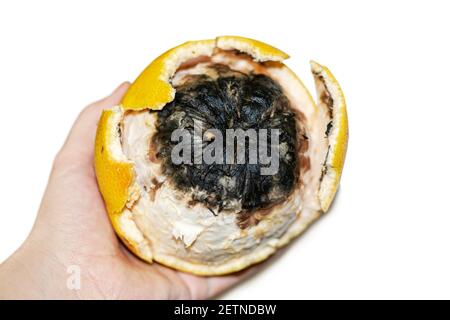 one damaged rotten grapefruit on white background Stock Photo