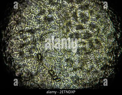 An orange seed peel under light microscope Stock Photo