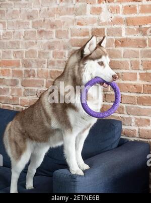 Husky dog playing with ring toy at home on sofa over brick wall. Stock Photo