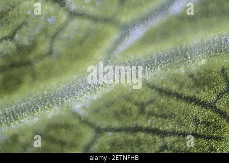 Green celery leaf macro under the microscope with a magnification of 100 times Stock Photo