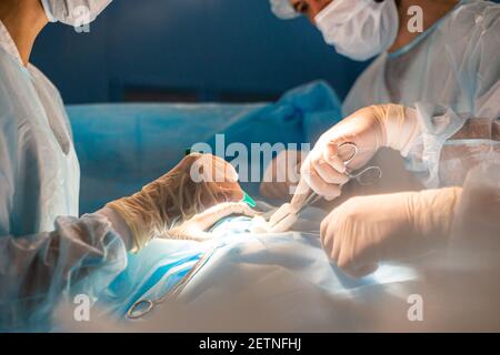 Close-ups of doctor's hands in medical gloves during surgery Stock Photo