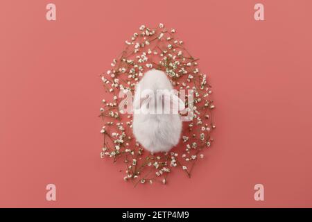 Easter concept with bunny and spring flowers Stock Photo