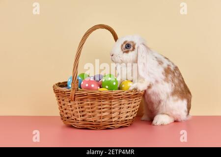 Lop rabbit with basket and Easter eggs on color background Stock Photo